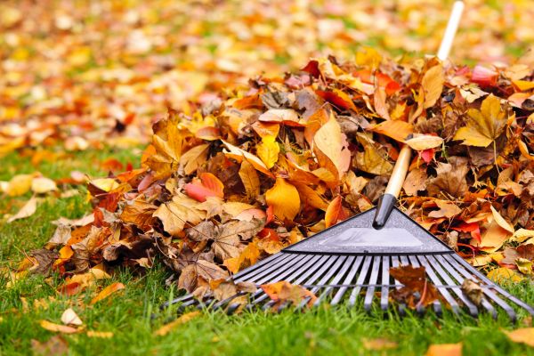 Cost of Leaves Removal in Riverview