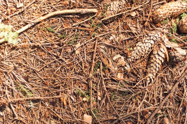 Cost of Pine Needles Removal in Riverview