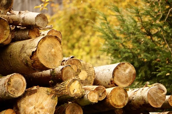 Cost of Wood Pile Removal in Riverview