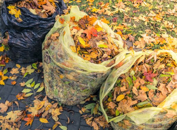 Cost of Yard Cleanup Service in Riverview