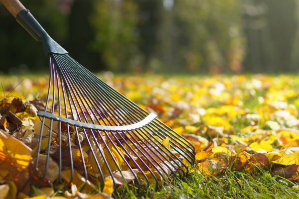 Cost of Leaf Raking Service in Riverview