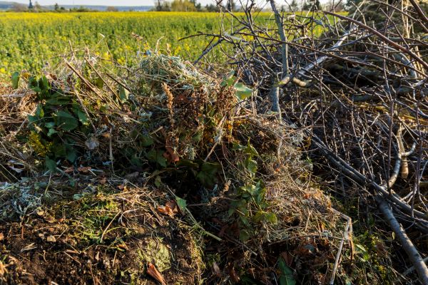 Cost of Brush Disposal in Riverview