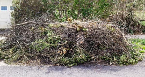 Cost of Tree Limb Cleanup in Riverview
