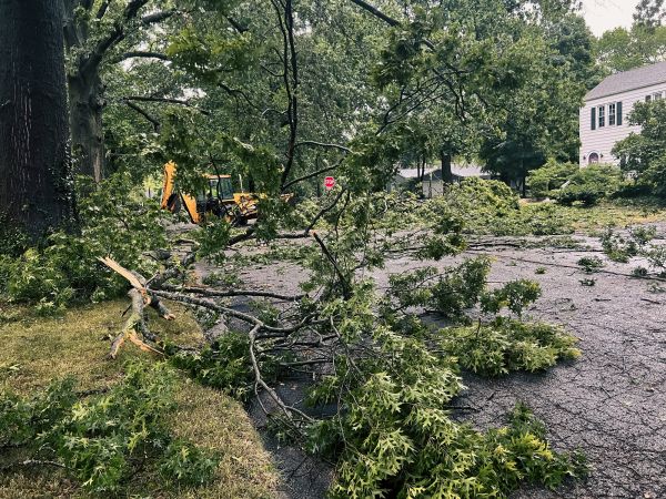 Cost of Tree Branch Disposal in Riverview