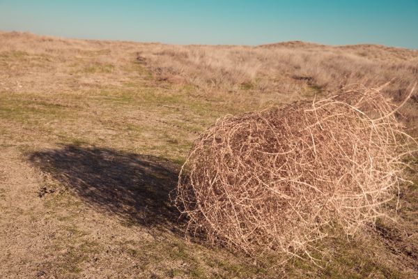 Cost of Tumbleweed Removal in Riverview