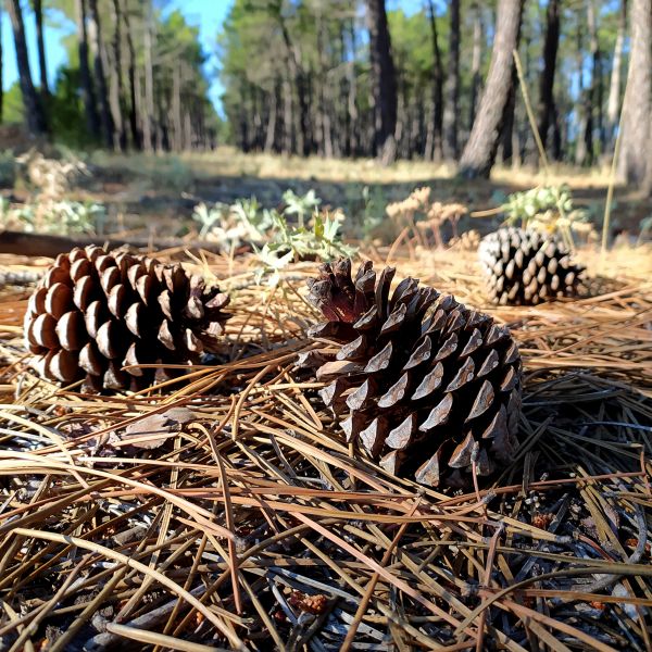 Cost of Pine Cone Removal in Riverview