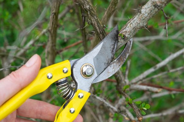 Cost of Limbs Removal in Riverview