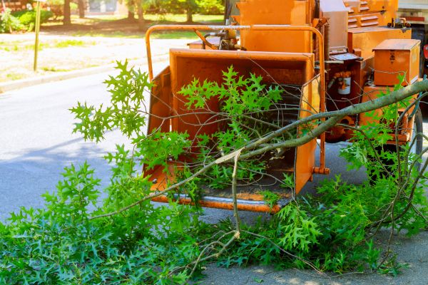 Cost of Tree Branches Removal in Riverview