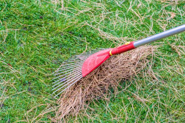 Cost of Yard Raking in Riverview
