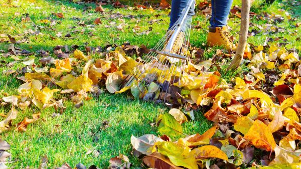 Cost of Lawn Cleanup Service in Riverview
