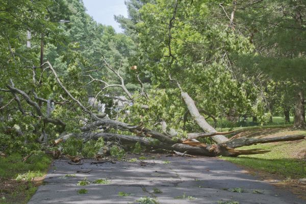 Cost of Tree Debris Removal in Riverview