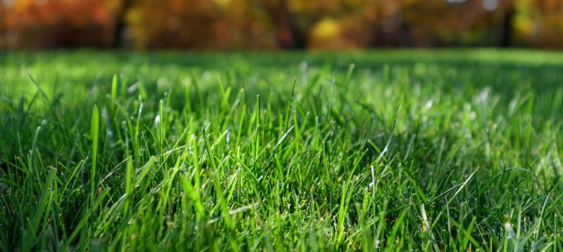 Healthy lawn after clean up